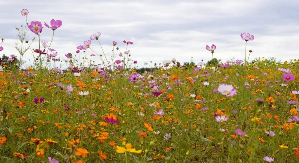 Blumenwiese