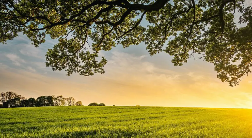 Feld in der Abendsonne
