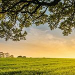 Feld in der Abendsonne