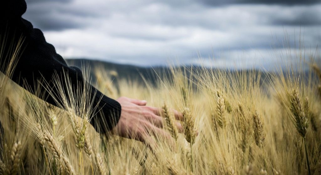 Hand über Getreidefeld