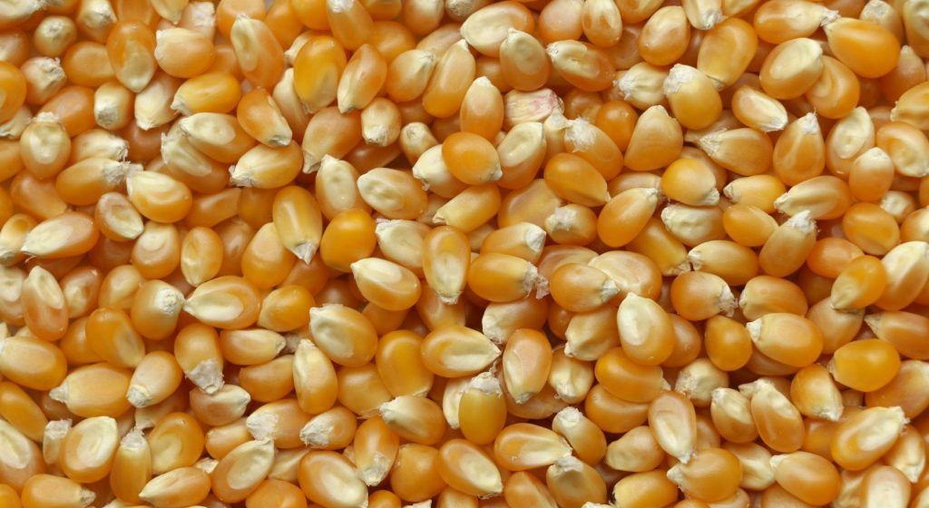 Maiskörner
