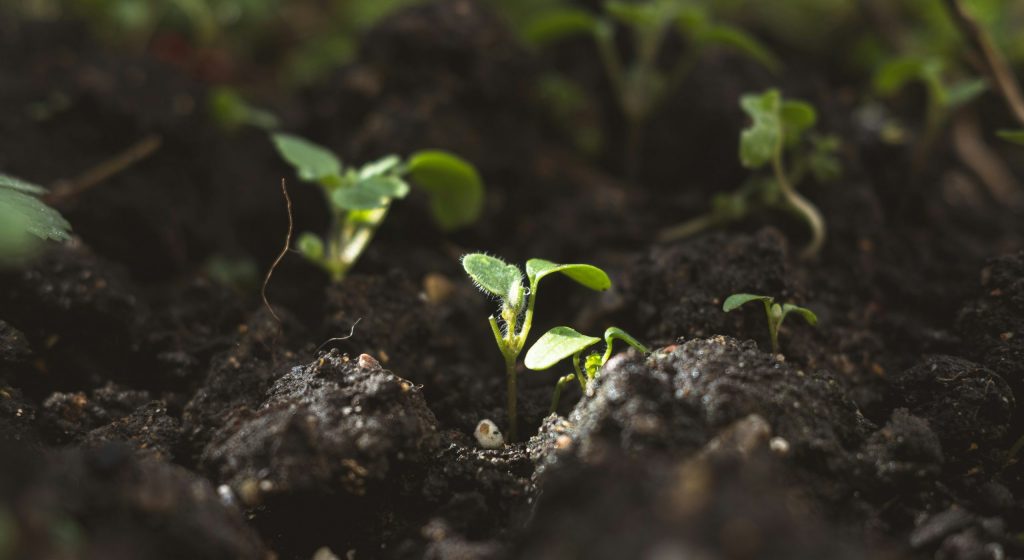 Sprösslinge auf Feld